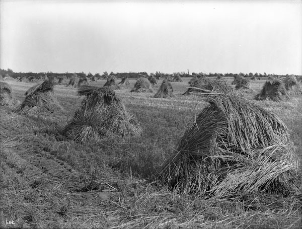 The quest of Manitoba